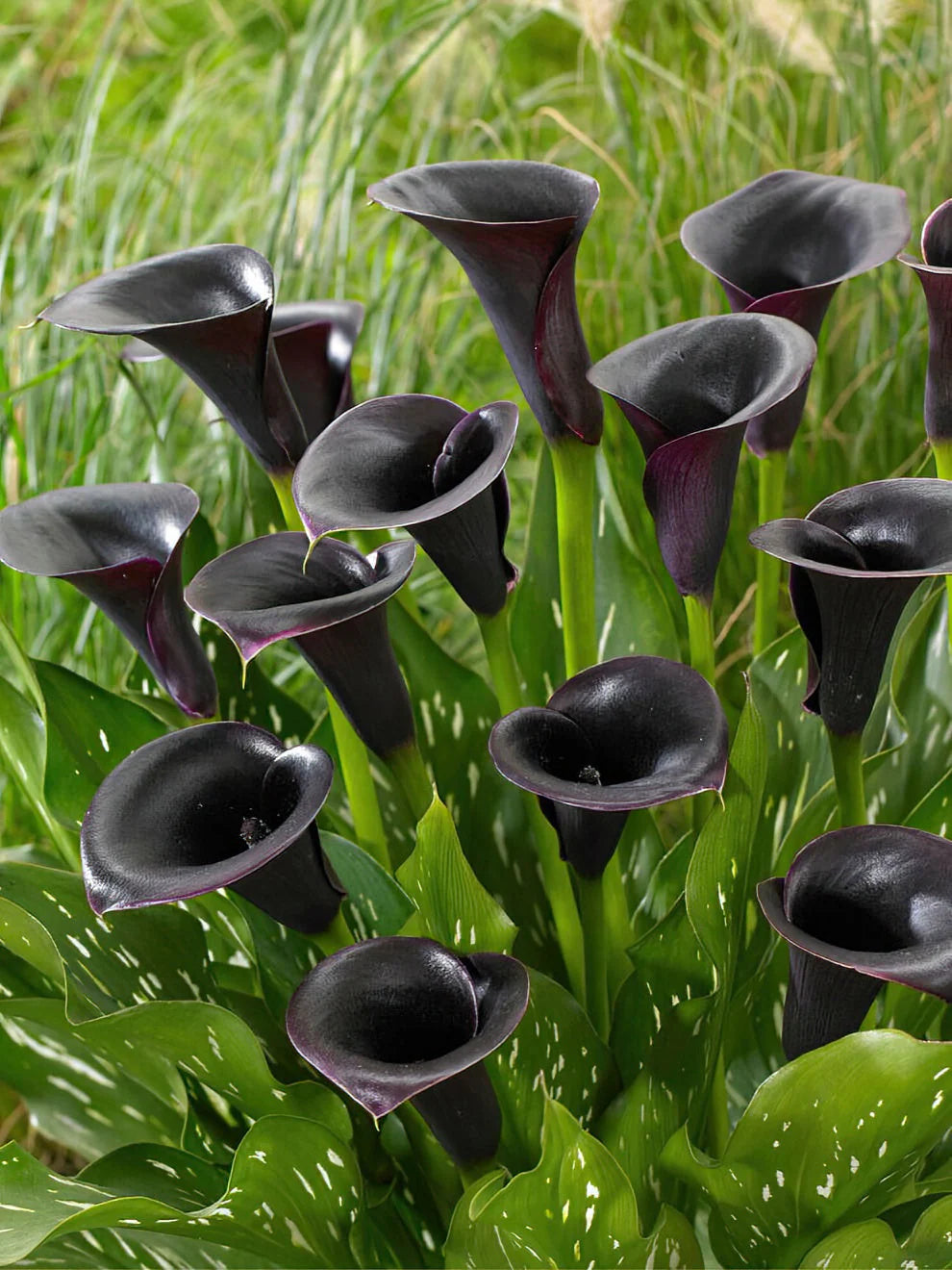 Exotic Black Calla used as cut flowers