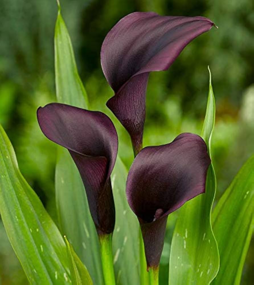 Non GMO Exotic Black Calla seeds