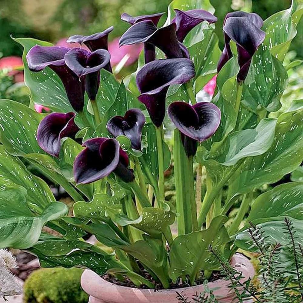 Ornamental Exotic Black Calla flowering plant