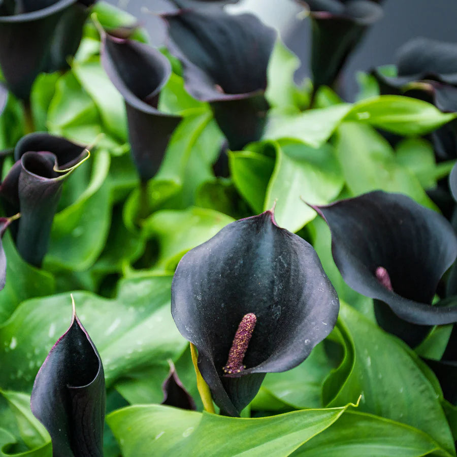 Exotic Black Calla seeds for spring planting