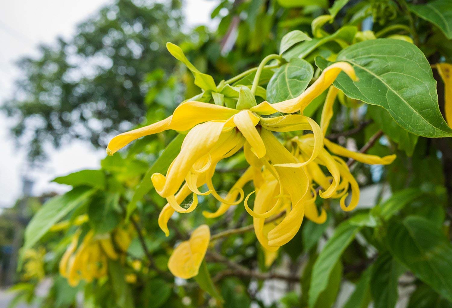 Exotic Yellow Cananga Garden Blooms
