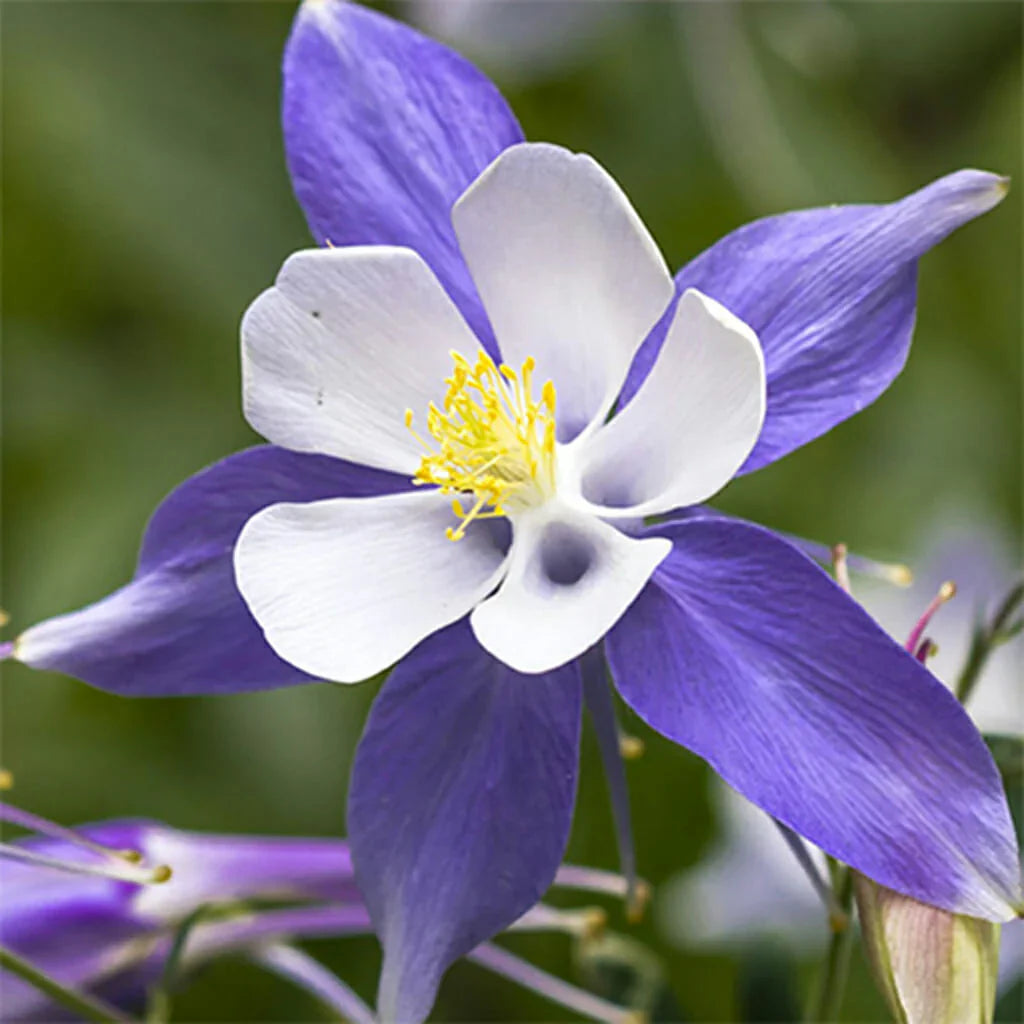 Aquilegia Flower Seeds: Purple White Variety For Planting