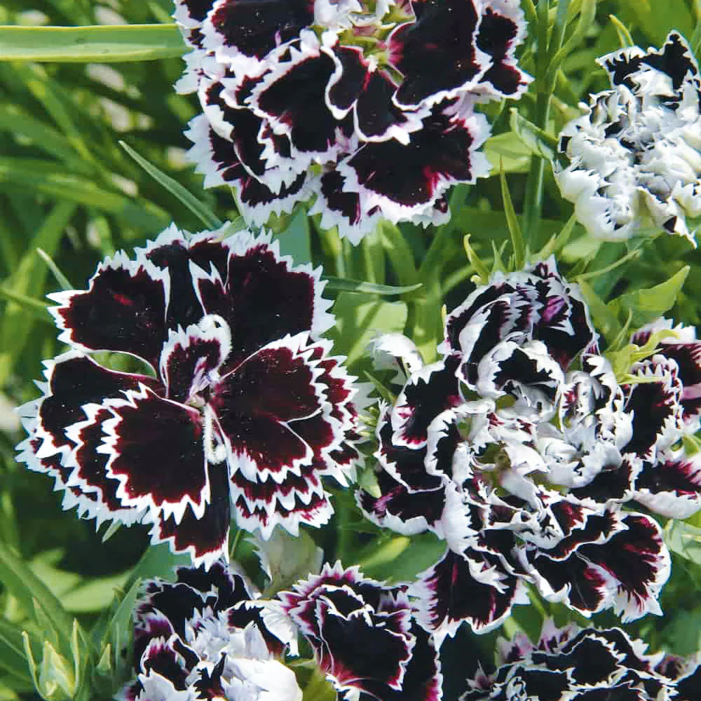 Black White Carnation Flower seeds for Planting Hardy Variety Heirloom & GMO Free Seeds for Home Garden 
 
 Sale for planting in home garden