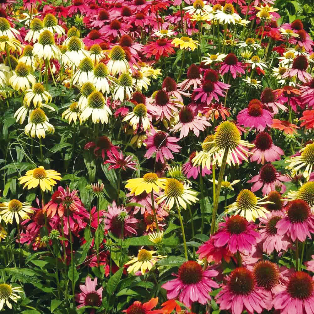 Echinacea (Echinacea Lustre) seeds for planting in home garden