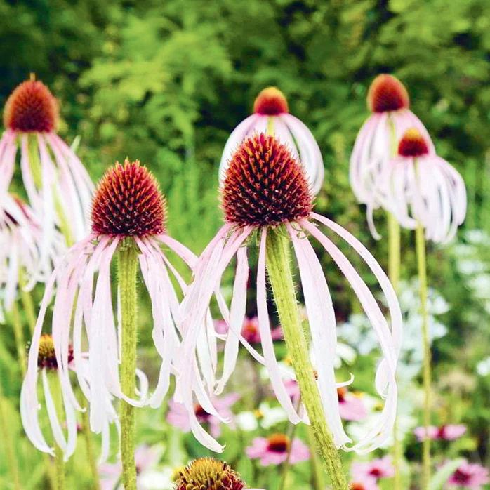 Echinacea Seeds For Planting - White Petals With Purple Center Vibrant Color Flower