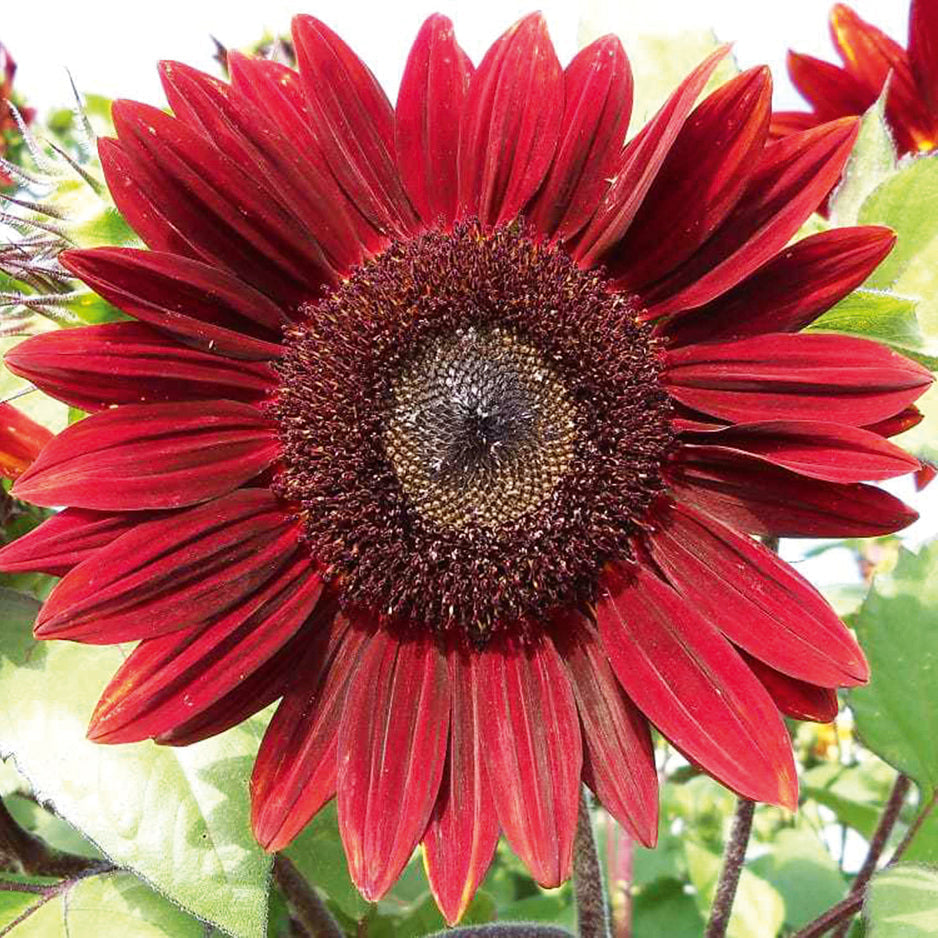 Sunflower Flower seeds for Planting - Fragrant Blossoms, Heirloom & GMO Free Seeds for Home Garden
 
 Sale for planting in home garden