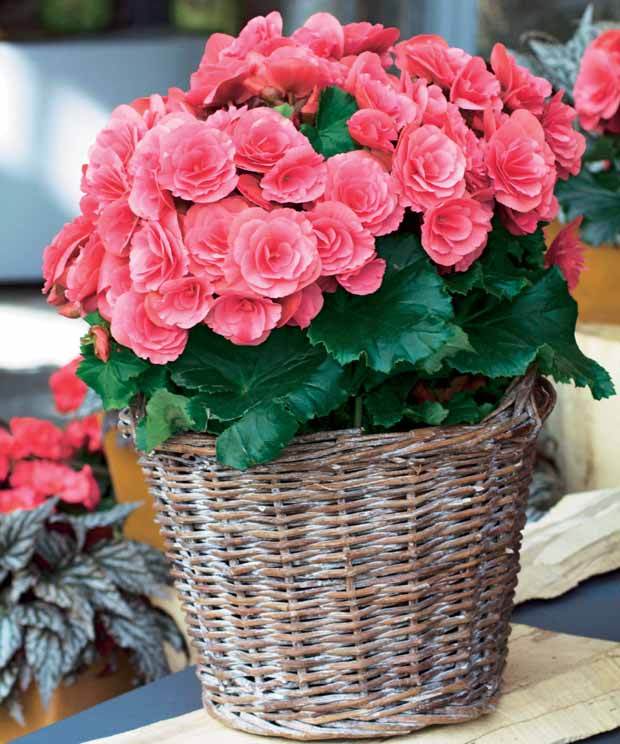 Begonia Flower Seeds Planting Colorful Blooms