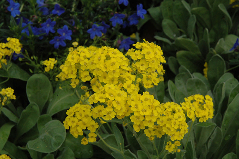 Rock Cress Flower Seeds For Planting - Lemon Yellow Blooms