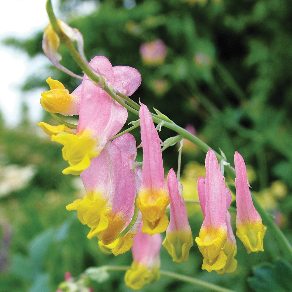 Pink Rock Harlequin Flower seeds for Planting Seasonal Bloomer Heirloom & GMO Free Seeds for Home Garden 
 
 Sale seeds for home garden planting