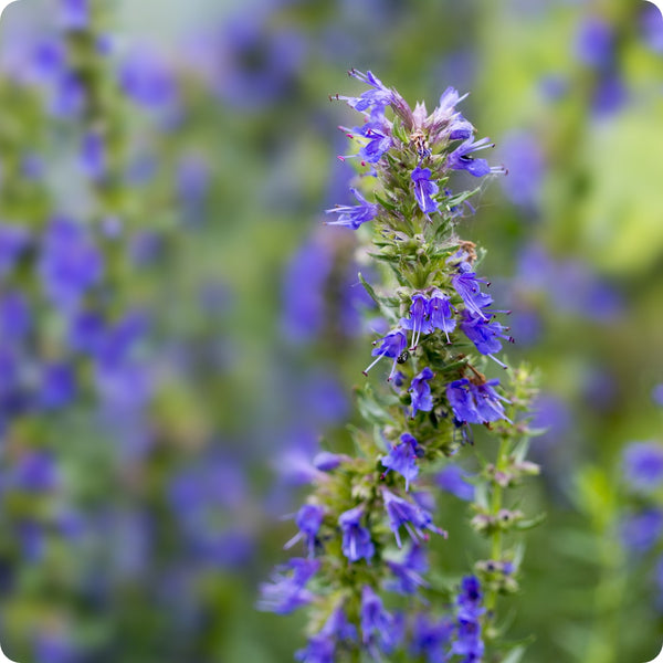 Hyssop (Hyssopus officinalis) Seeds