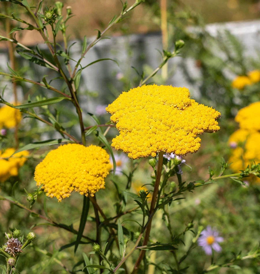 Bright Yellow Yarrow Flower Seeds For Easy Planting