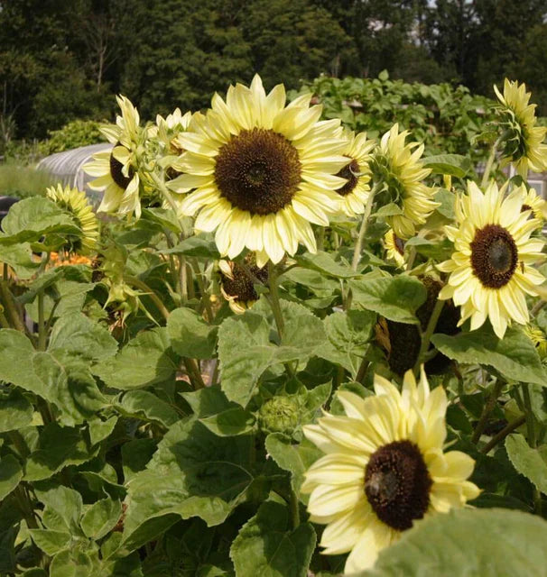 Lemon (Lemon SunFlower) seeds for planting in home garden
