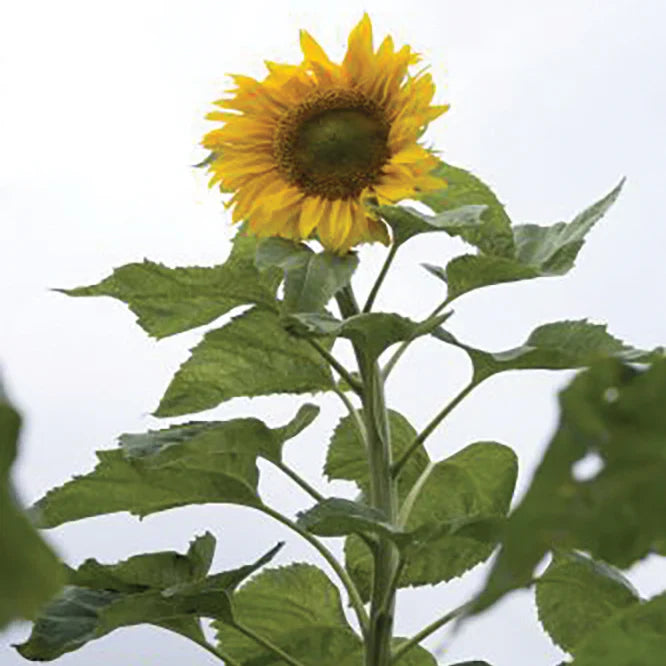 Gray Mongolian Sunflower Seeds For Planting Flower