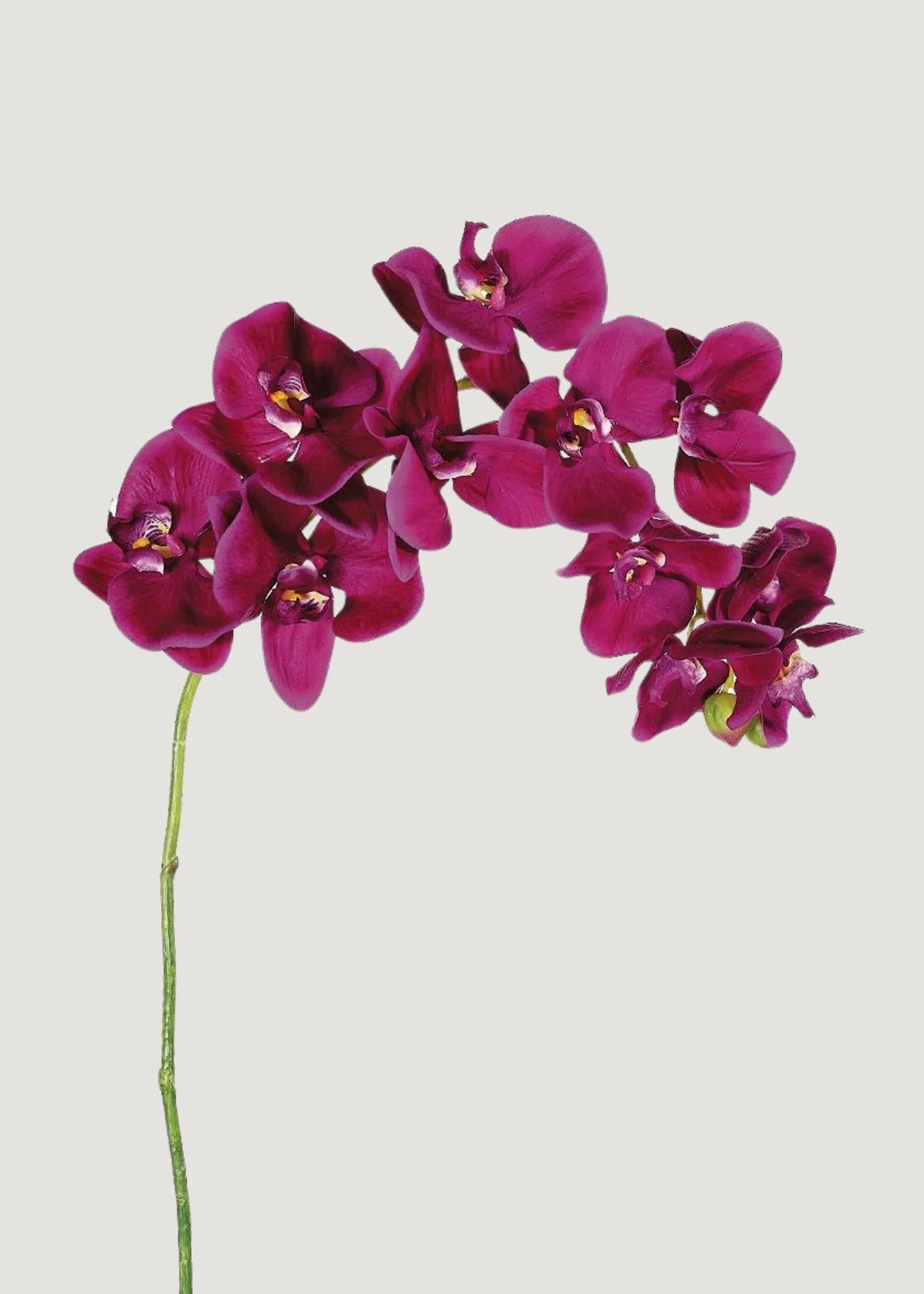 Purple (Purple Phalaenopsis) seeds for planting in home garden