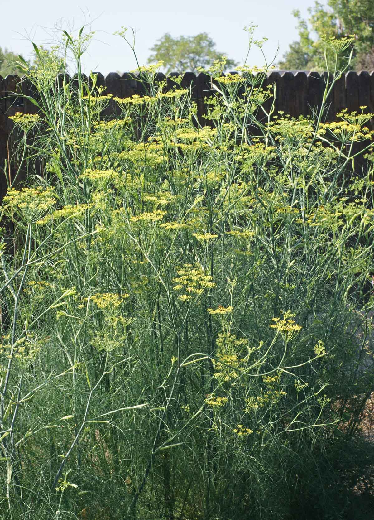 Fennel (Foeniculum vulgare) Seeds