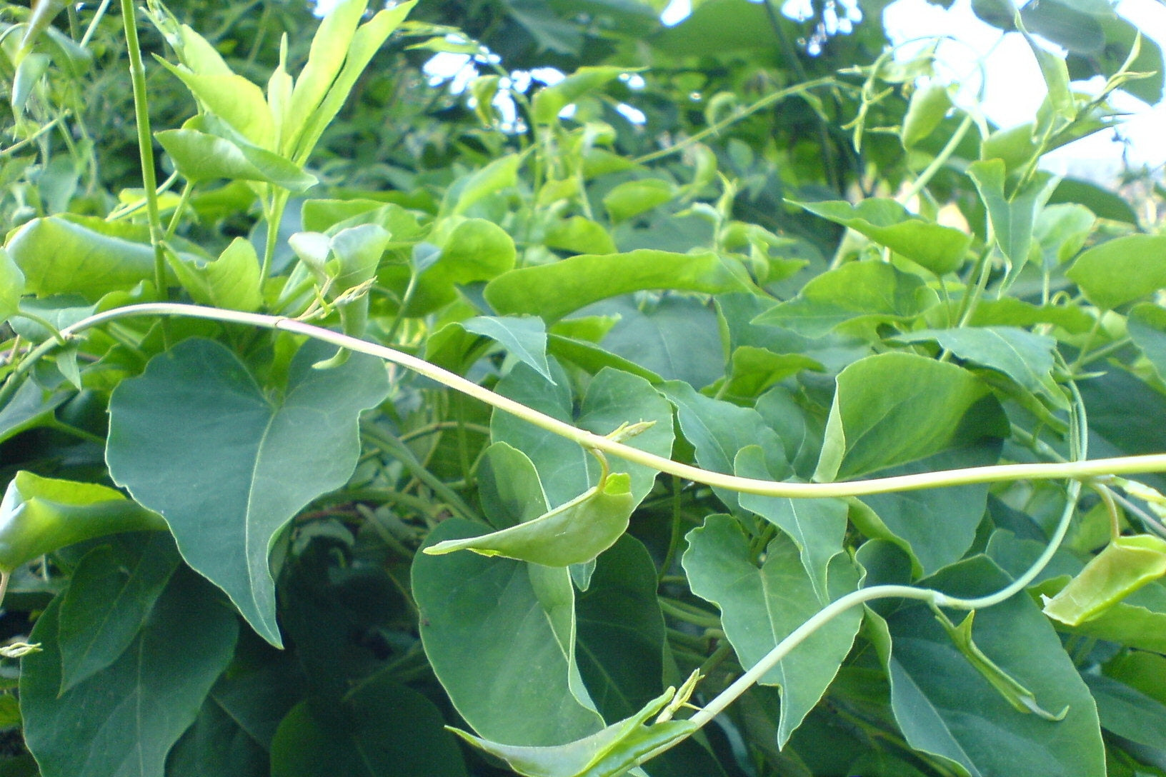 Fallopia Spp Seeds ファロピア・マルチフローラ・植物・種子・植え付け・100個
