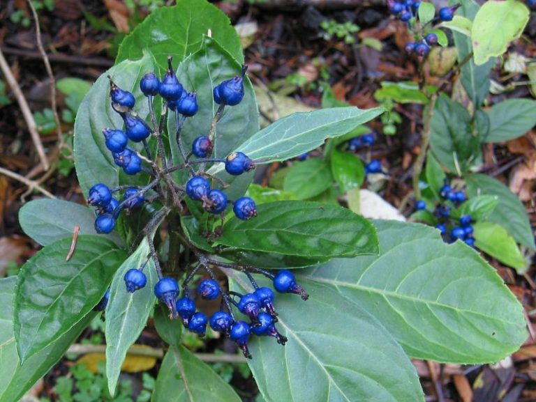 Blue Febrifuga flowering and fruiting seeds