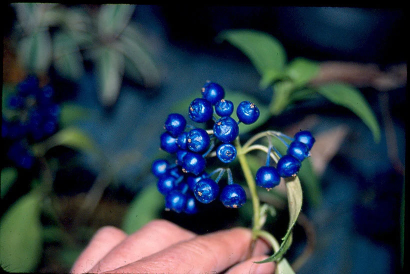 Non GMO Blue Febrifuga seeds