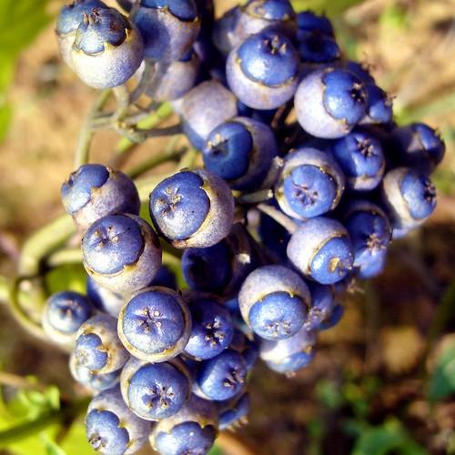 Blue Febrifuga seeds for planting