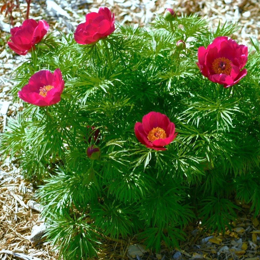 Fern-like foliage of Fernleaf Peony plant