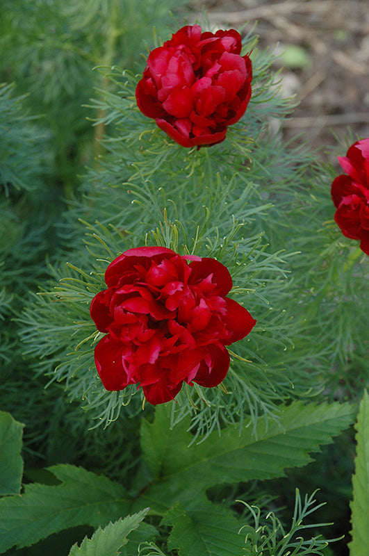 Non-GMO Fernleaf Peony seeds