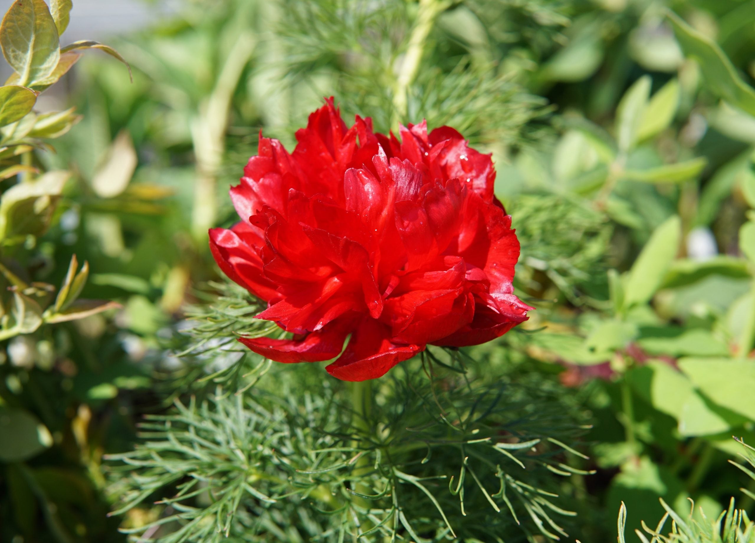 Ornamental Fernleaf Peony in garden