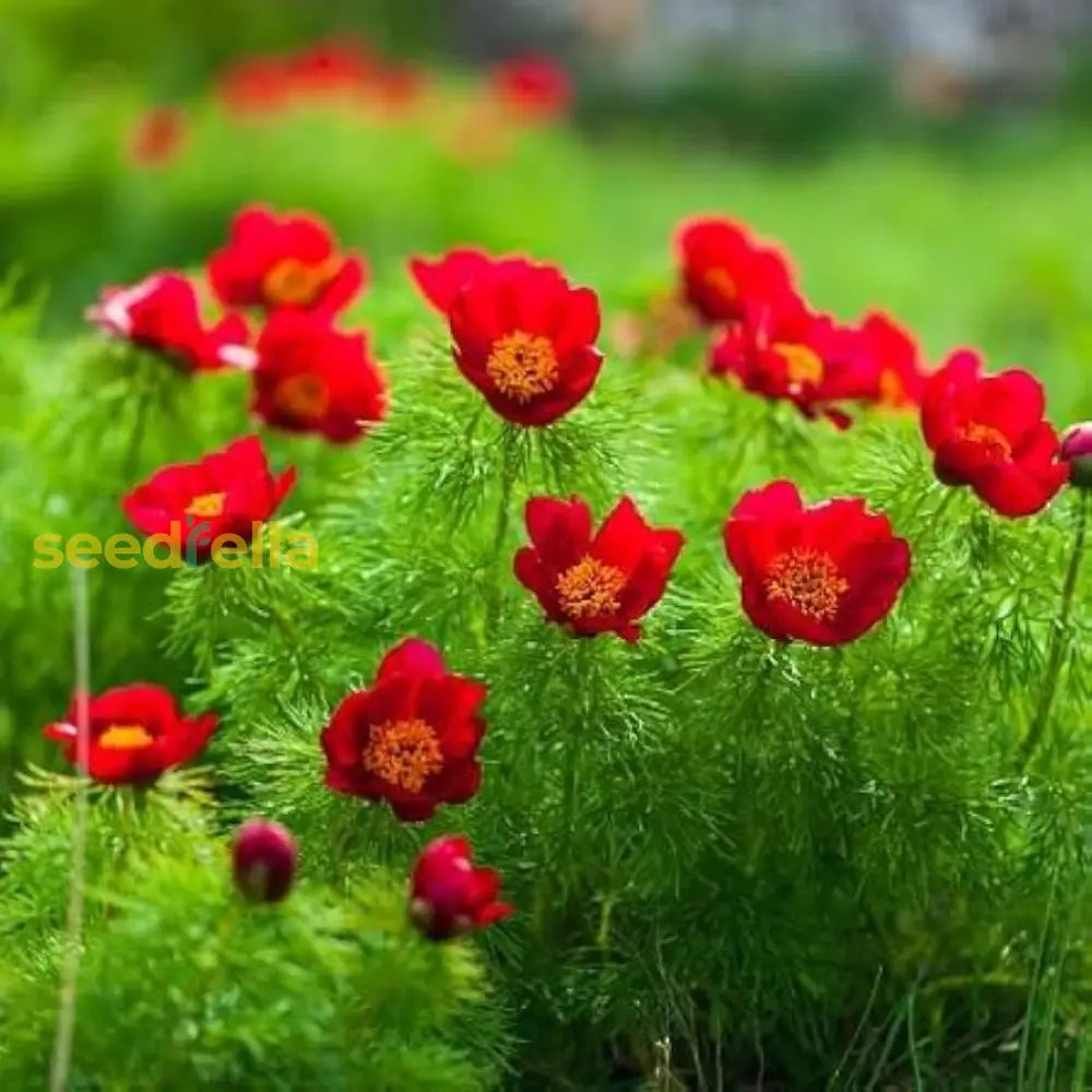 Fernleaf Peony seeds for planting