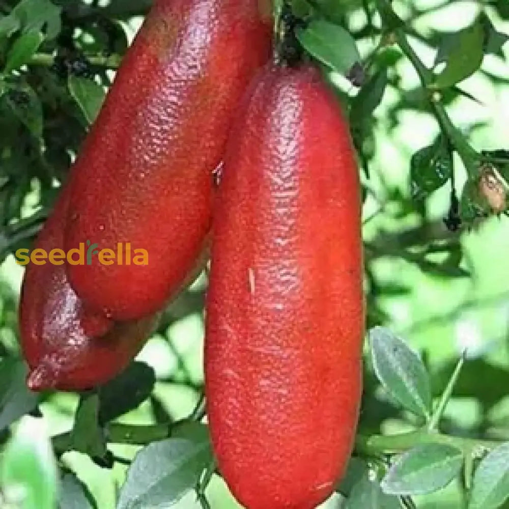 Growing tips for Finger Fruit Seeds for optimal results