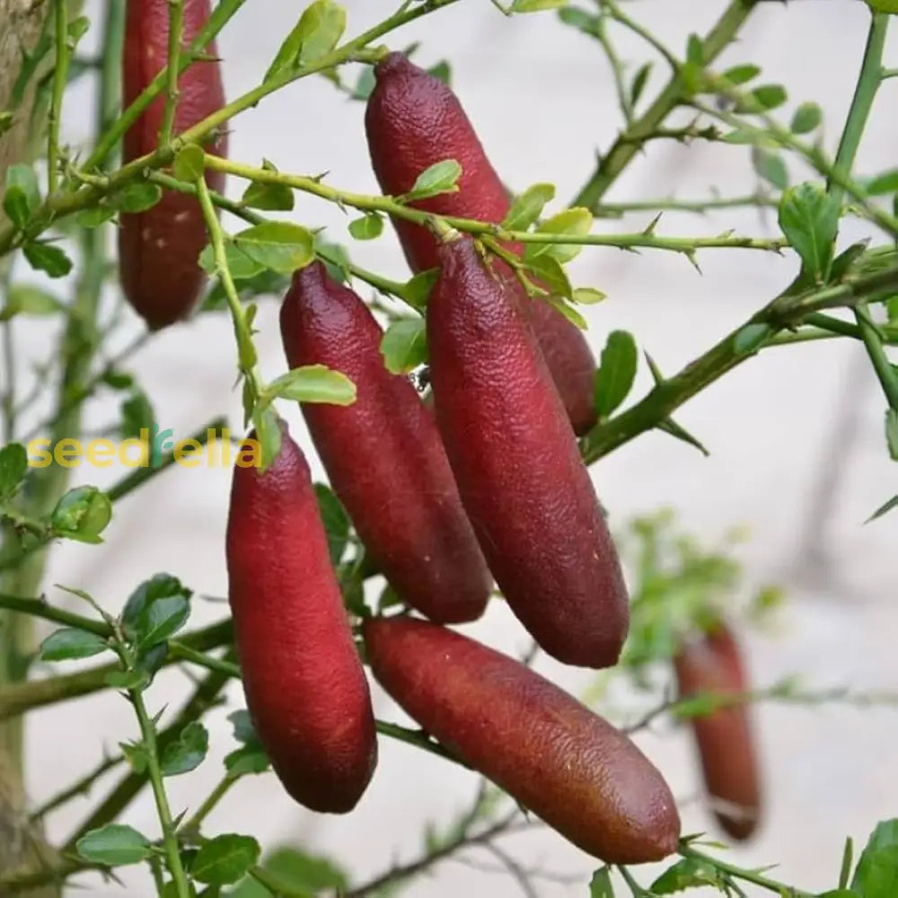Finger Fruit Seeds planting guide for successful growth