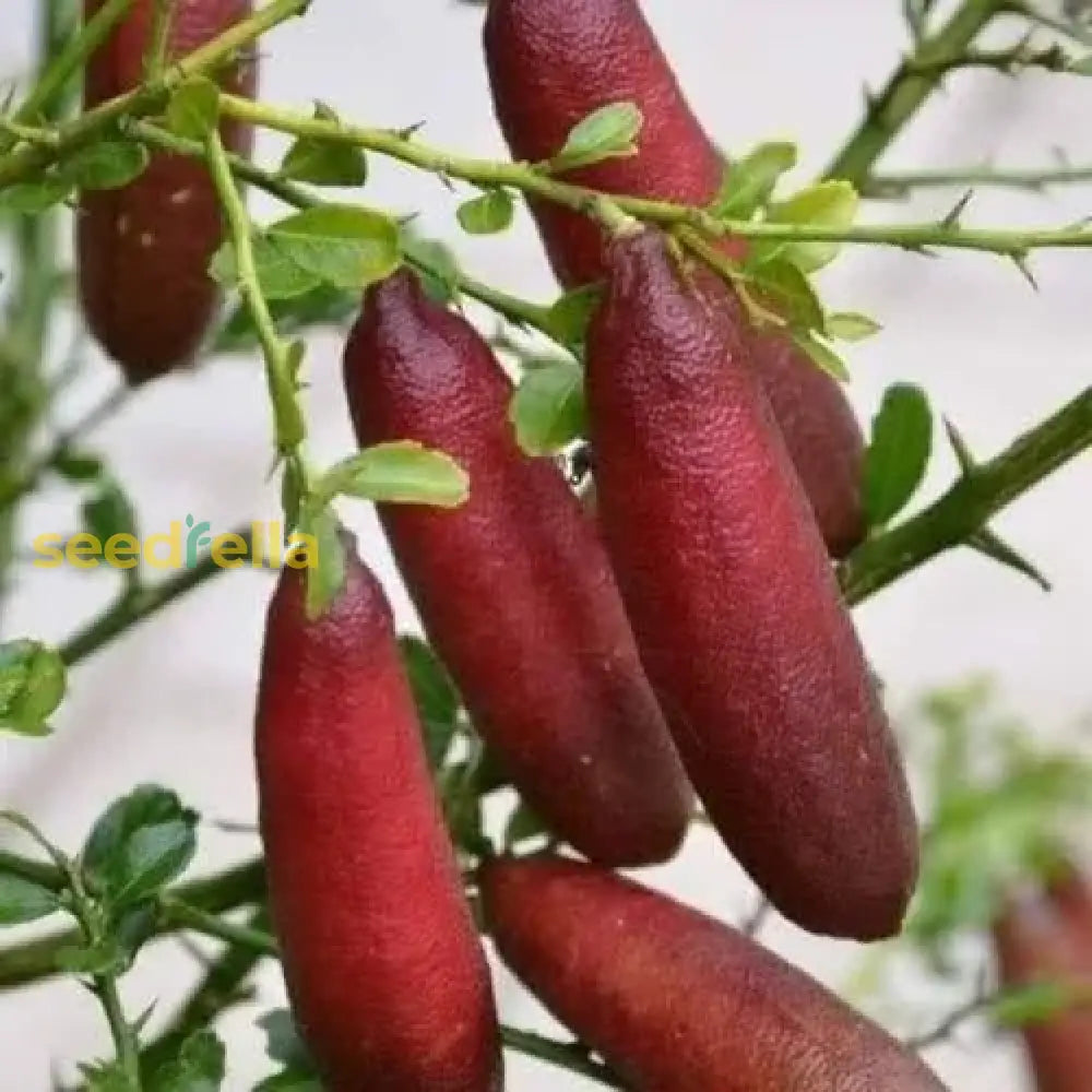 Sprouting process for Finger Fruit Seeds with clear instructions