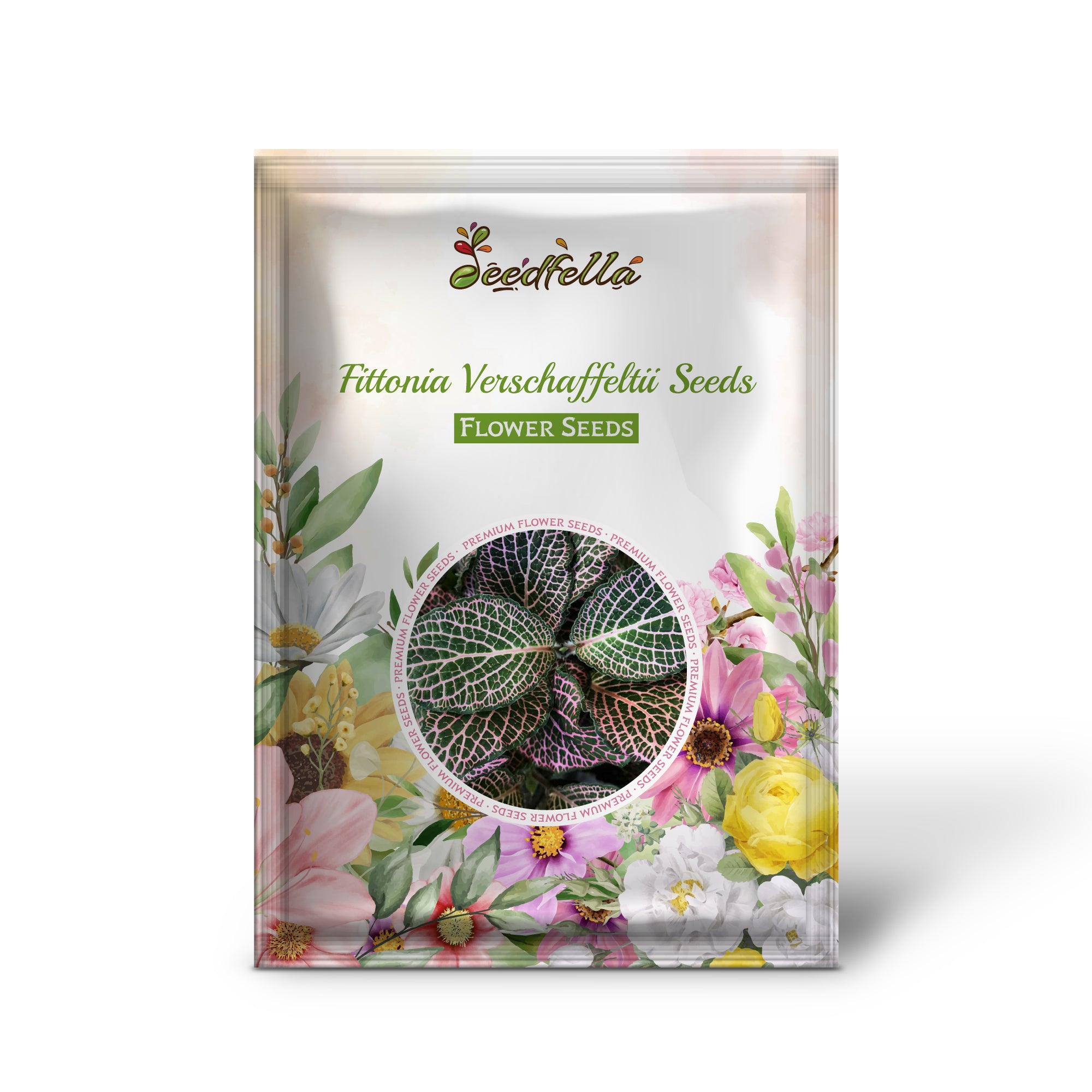 Mixed Fittonia Nerve Plant foliage display