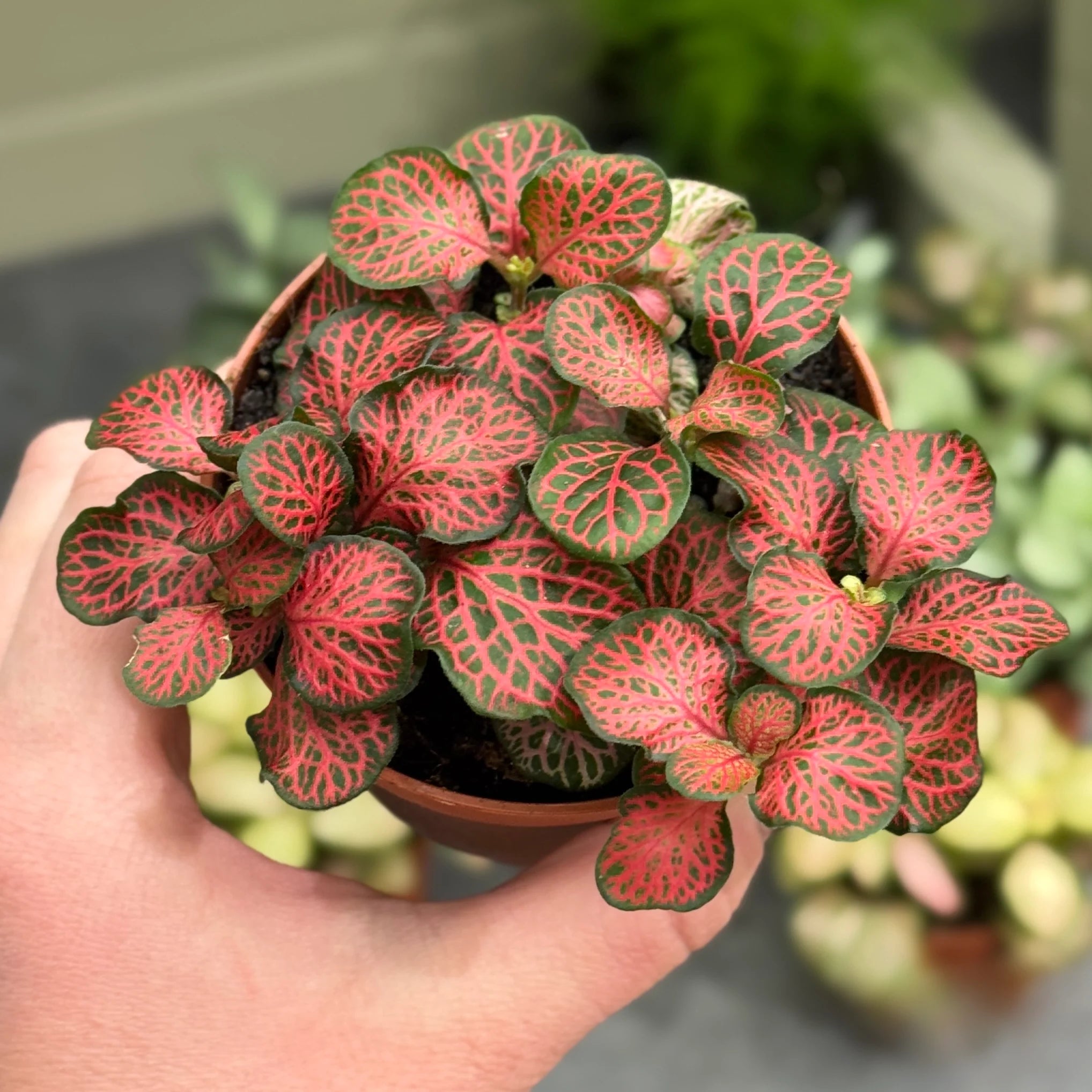 Fittonia Verschaffeltii in pots and containers