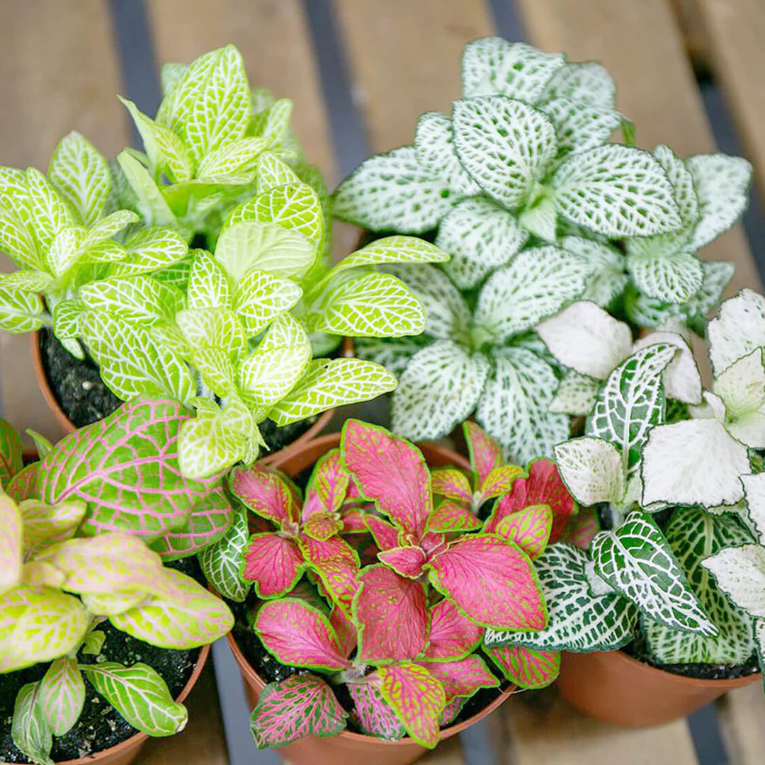 Fittonia Verschaffeltii seeds for planting