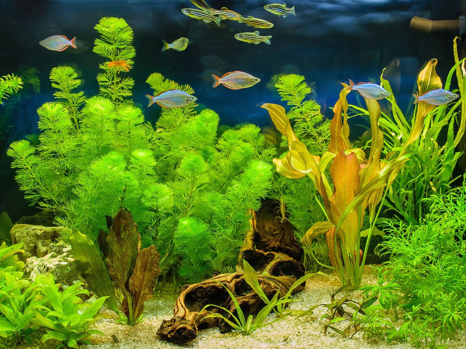 Aquarium Plant Seeds For Aquatic Gardening Seeds