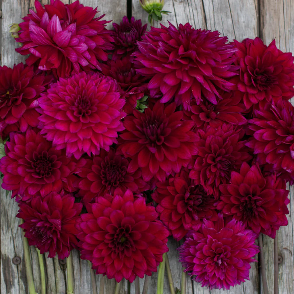 Dahlia Flower Seeds In Vibrant Purple - Ideal For Planting And Eye-Catching Garden Designs