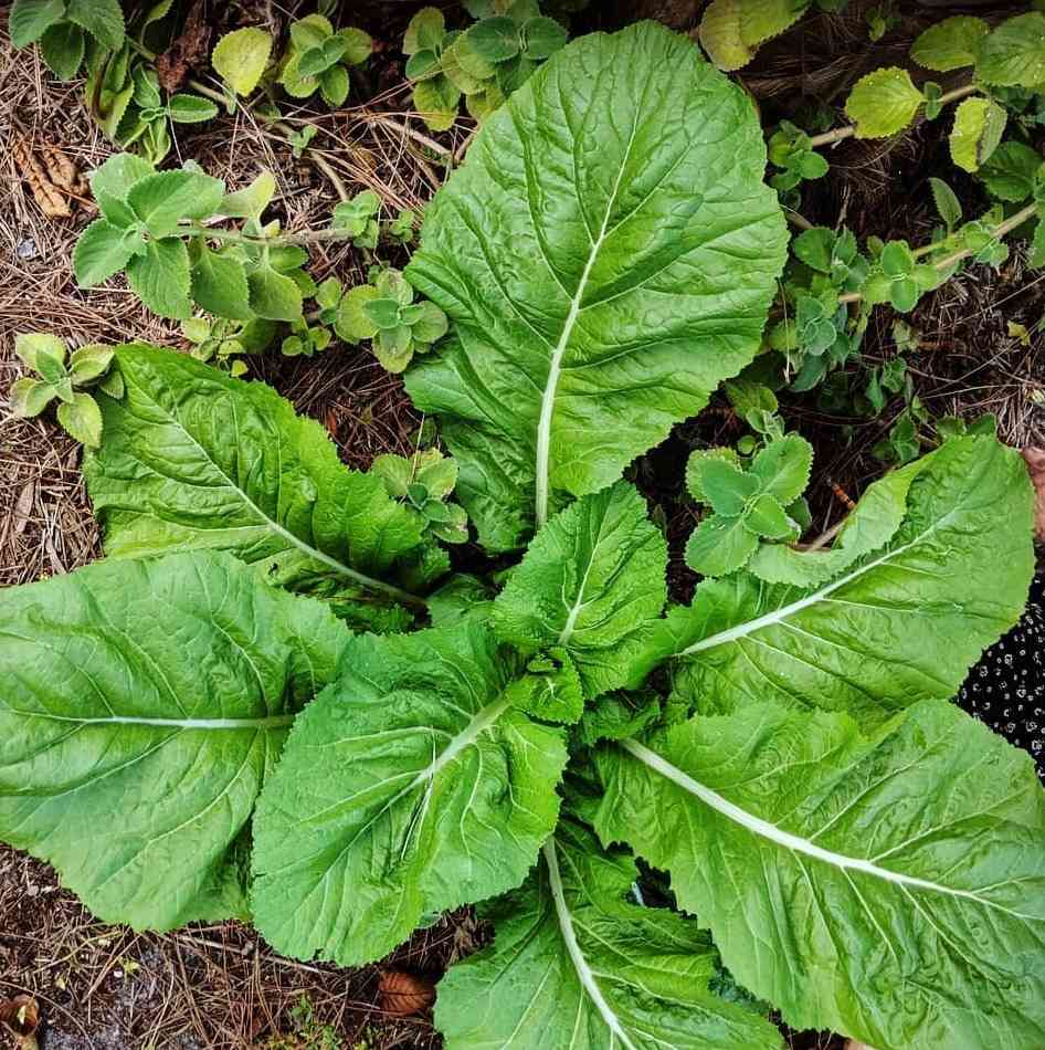 Florida Mustard Seeds For Planting - Peppery Leaf Variety Plant Seeds