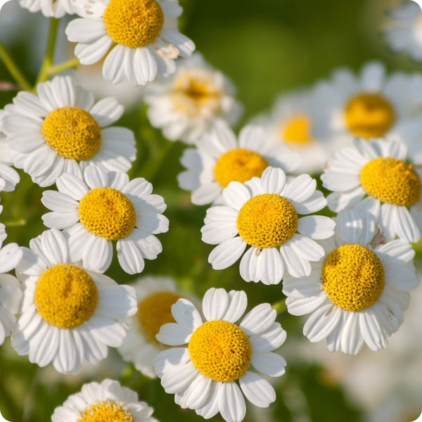 Feverfew (Tanacetum parthenium) Seeds