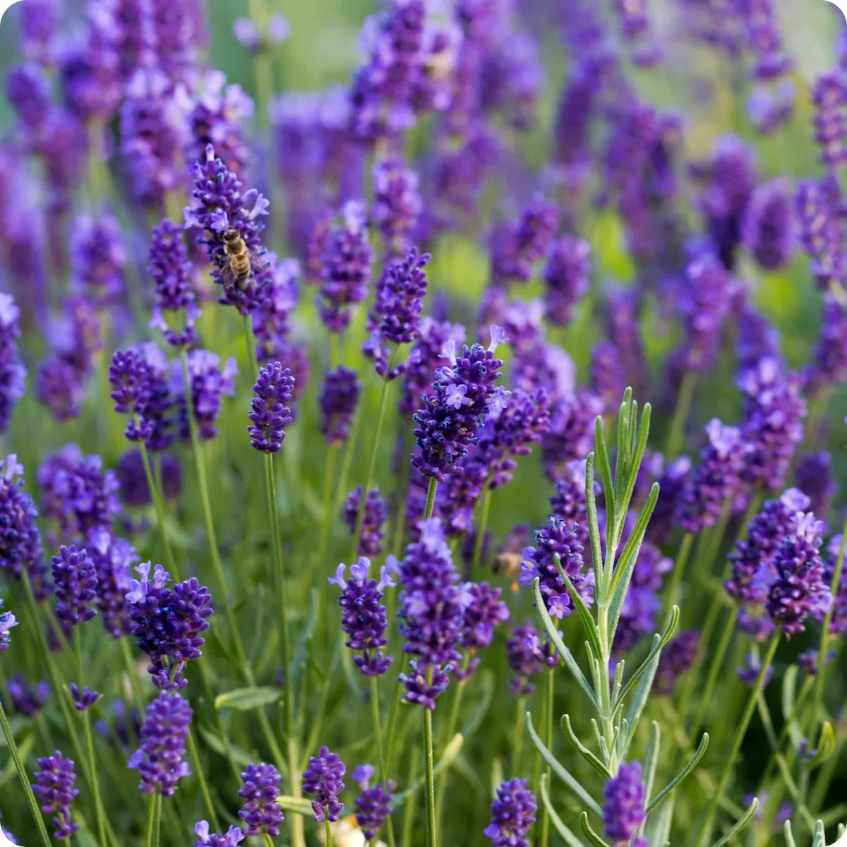Lavender (Lavender Flower) seeds for planting in home garden