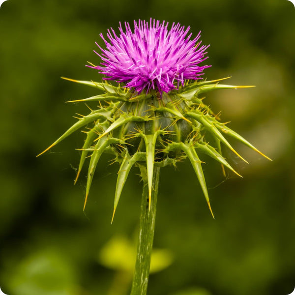 Milk Thistle (Silybum marianum) Seeds