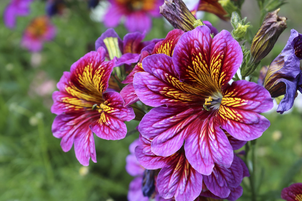 Salpiglossis (Salpiglossis Flower) seeds for planting in home garden
