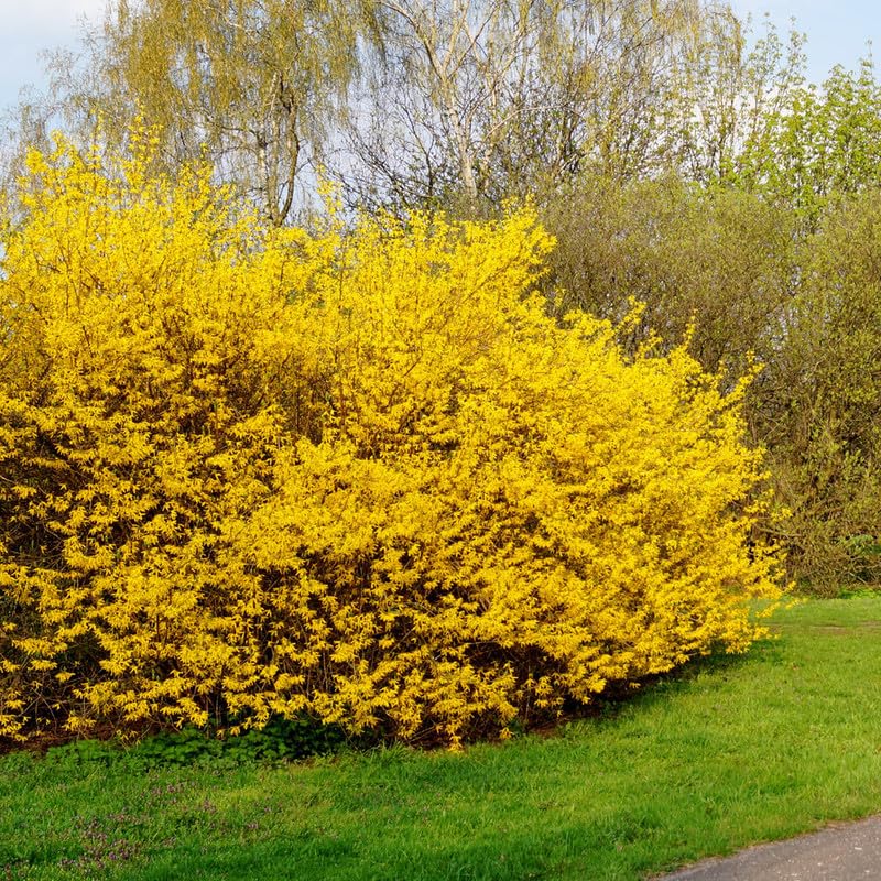 Non GMO Yellow Trifoliate Forsythia seeds