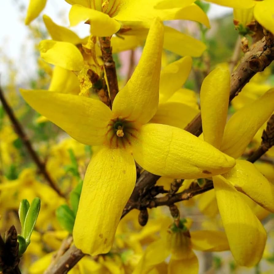 Yellow weeping forsythia seeds for planting