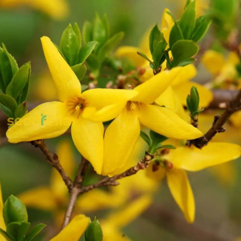 Yellow Trifoliate Forsythia seeds for planting