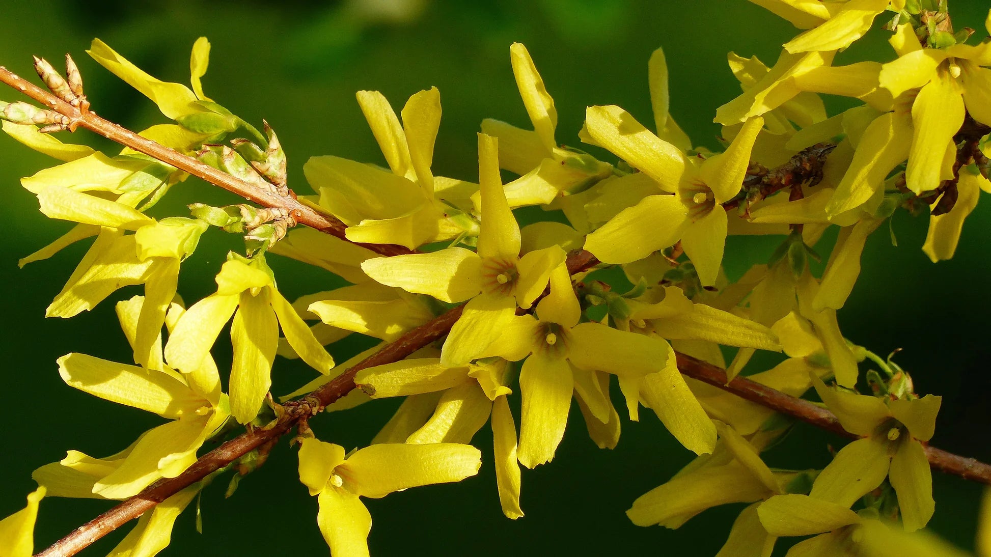 Yellow forsythia flowering seeds for landscapes