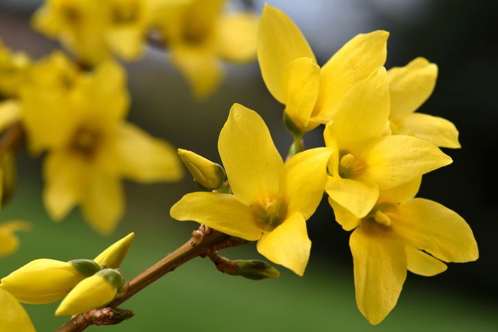 Yellow Trifoliate Forsythia garden seeds for outdoor planting