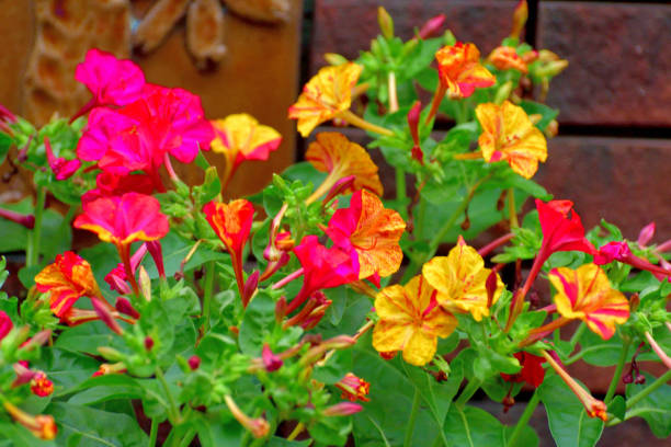 High germination Yellow Red Four O’Clock seeds