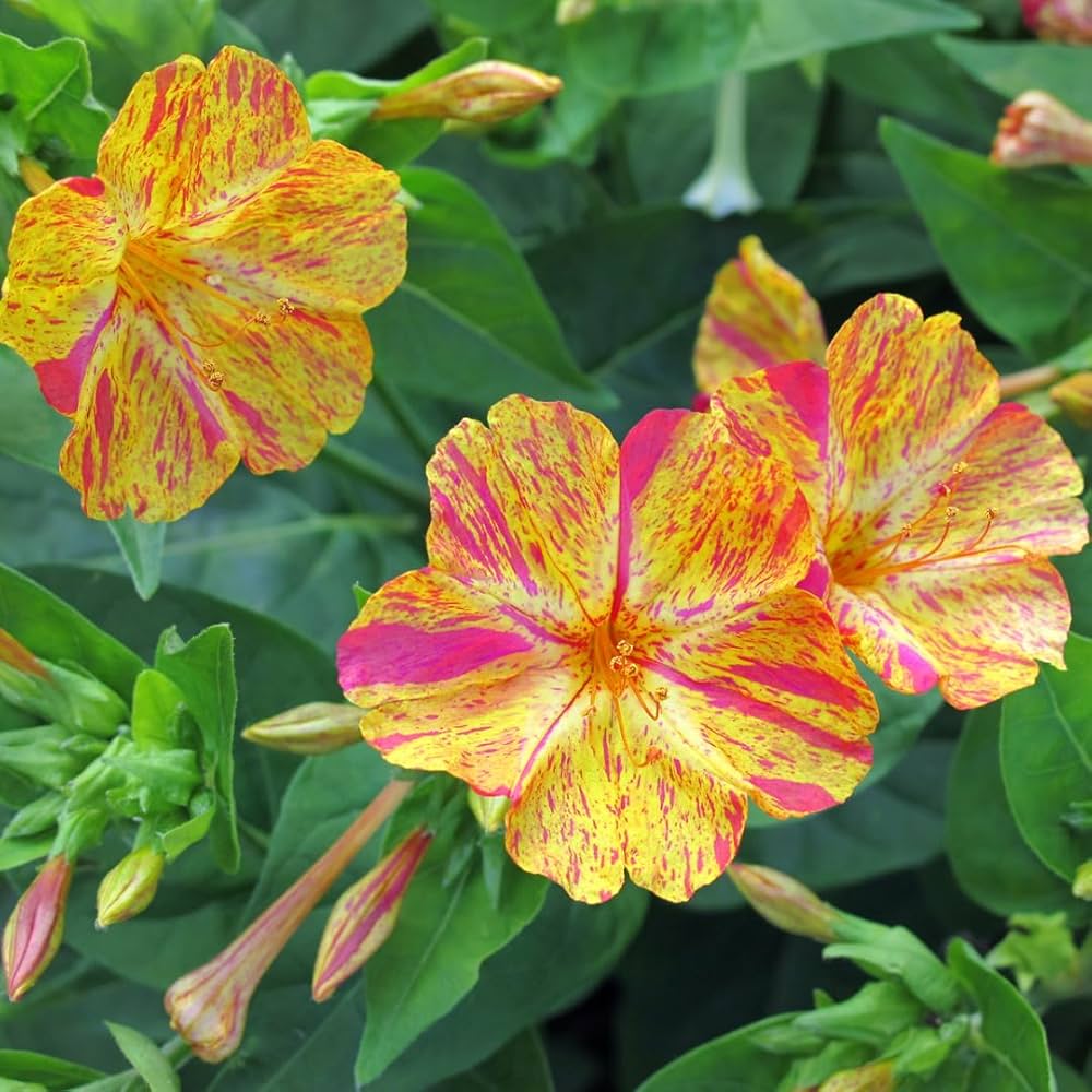 Yellow Red Four O’Clock flowering seeds for gardens