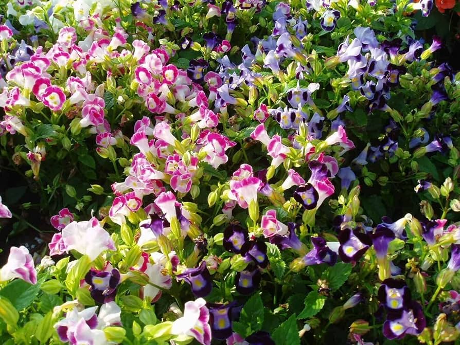 Non GMO Fournieri flower seeds