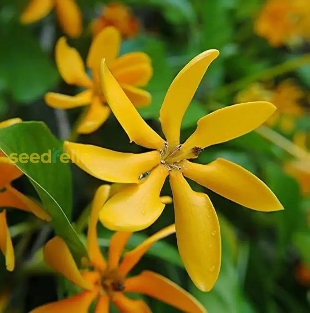Non GMO Yellow Fragrant Flower seeds