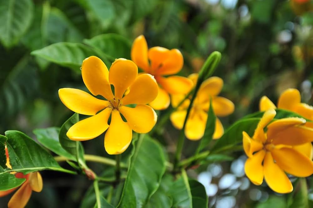 Ornamental Yellow Fragrant Flower seeds for landscapes